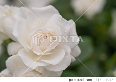 玫瑰圖像 114997942