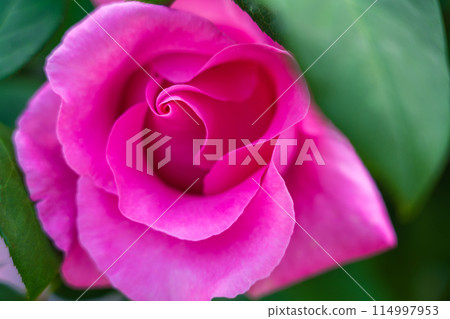 Rose image Rose image 114997953