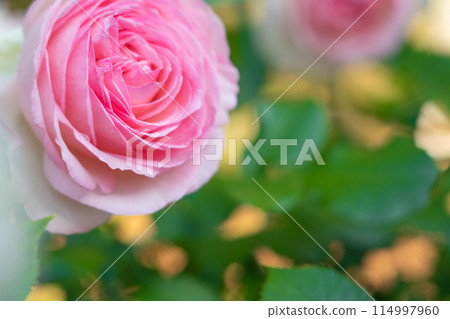 Rose image 114997960