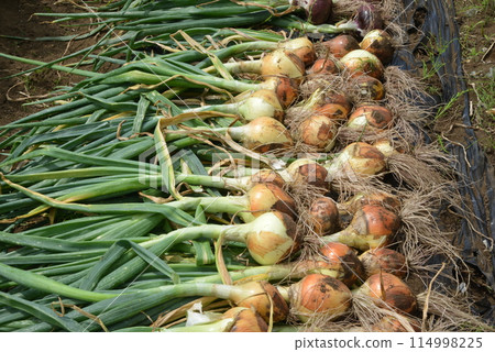 Freshly harvested onions in the field Freshly harvested onions in the field 114998225