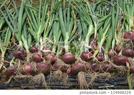 Freshly harvested onions in the field Freshly harvested onions in the field 114998229