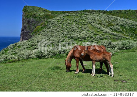 Matengai and a horse and its child 114998317