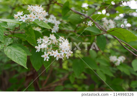 Ugi花 Ugi花 114998326