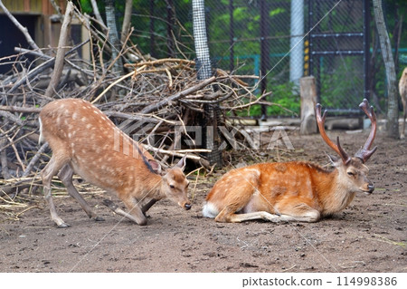 蝦夷鹿(札幌市圓山動物園) 蝦夷鹿(札幌市圓山動物園) 114998386