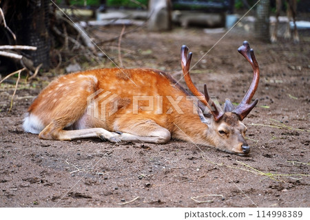 蝦夷鹿（札幌市圓山動物園） 114998389