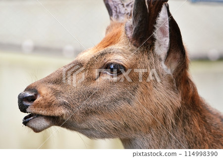 蝦夷鹿（札幌市圓山動物園） 114998390