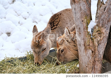 Ezo deer (Maruyama Zoo, Sapporo) 114998395