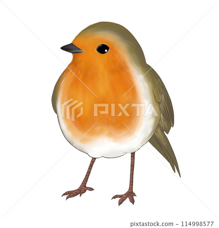 European robin illustrations European robin illustrations 114998577