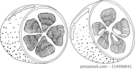 Kumquat, golden mandarin orange citrus fruits. Hand drawn outline elements. Kumquat, golden mandarin orange citrus fruits. Hand drawn outline elements. 114998641