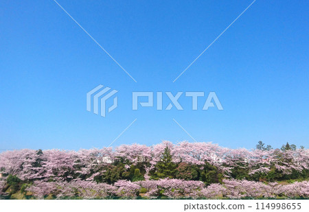 Cherry blossoms in full bloom and blue sky 114998655