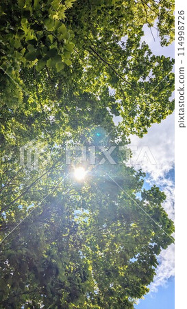 The sunlight filtering through the trees in early summer 114998726