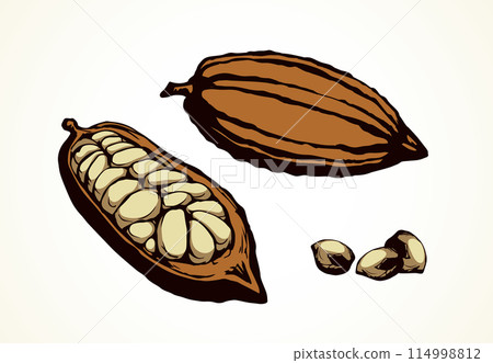 Cocoa Fruits. Vector drawing 114998812