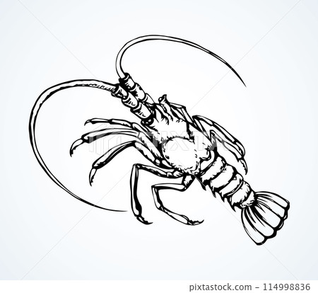 Lobster. Vector drawing Lobster. Vector drawing 114998836