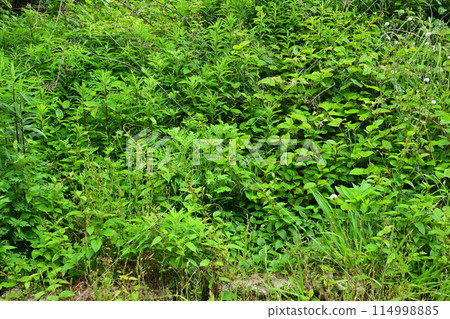 空地、荒地、雜草、土地、空地 114998885