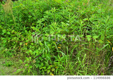 空地、荒地、雜草、土地、空地 114998886