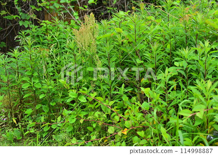 空地、荒地、雜草、土地、空地 114998887