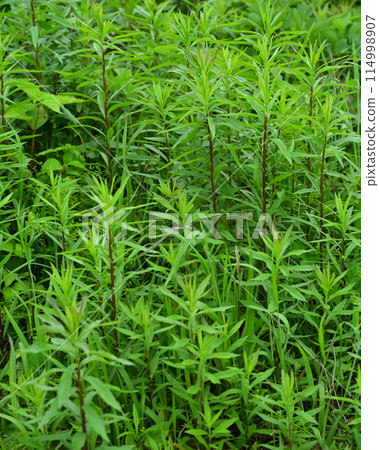 Vacant land, wasteland, weeds, land, vacant lot Vacant land, wasteland, weeds, land, vacant lot 114998907