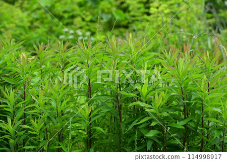 Vacant land, wasteland, weeds, land, vacant lot Vacant land, wasteland, weeds, land, vacant lot 114998917