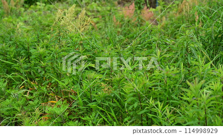 Vacant land, wasteland, weeds, land, vacant lot 114998929