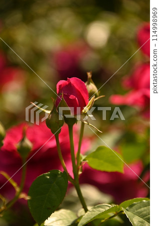 閃亮的紅玫瑰花 114998969