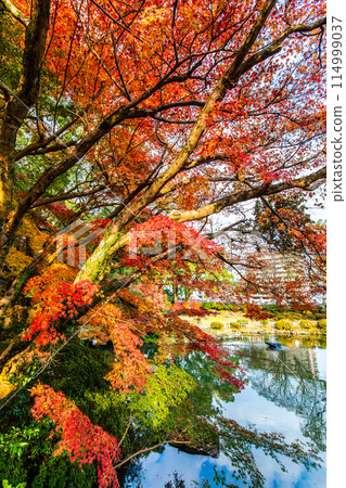 Autumn leaves at Isahaya Park (Meganebashi Bridge) [Isahaya City, Nagasaki Prefecture] 114999037