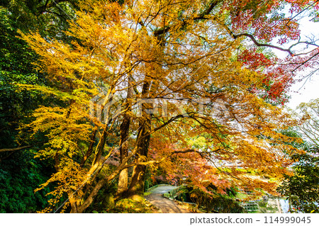 諫早公園(女橋)的紅葉【長崎縣諫早市】 諫早公園(女橋)的紅葉【長崎縣諫早市】 114999045