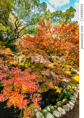 諫早公園(女橋)的紅葉【長崎縣諫早市】 諫早公園(女橋)的紅葉【長崎縣諫早市】 114999054