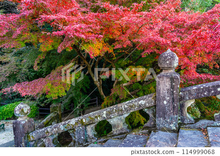 諫早公園（女橋）的紅葉【長崎縣諫早市】 114999068
