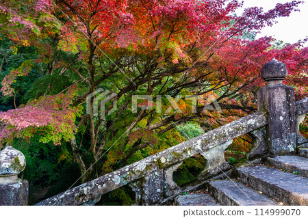 諫早公園（女橋）的紅葉【長崎縣諫早市】 114999070