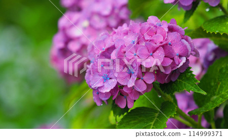 Hydrangea with raindrops (ideal for the image of the rainy season) 114999371