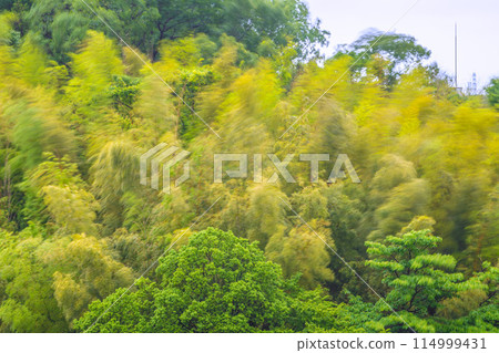 Yokohama cityscape in Japan: Beautiful yellow bamboo forest sways in the spring storm...image of endurance, strong winds, etc. 114999431