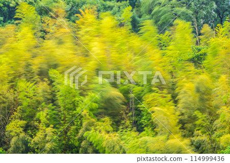 Yokohama cityscape in Japan: Beautiful yellow bamboo forest sways in the spring storm...image of endurance, strong winds, etc. Yokohama cityscape in Japan: Beautiful yellow bamboo forest sways in the spring storm...image of endurance, strong winds, etc. 114999436
