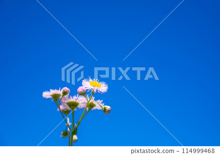 Dandelions blooming towards the sky 114999468