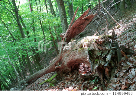 森林倒下的樹 114999493
