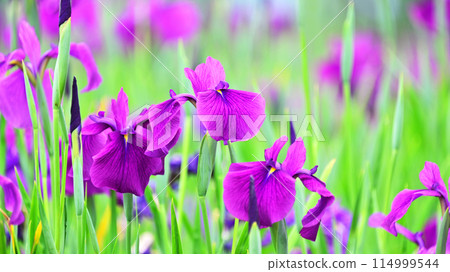 美麗的日本鳶尾（日本鳶尾） 114999544