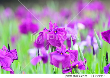 Beautiful Japanese iris (Japanese iris) 114999550