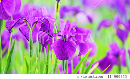 Beautiful Japanese iris (Japanese iris) Beautiful Japanese iris (Japanese iris) 114999553