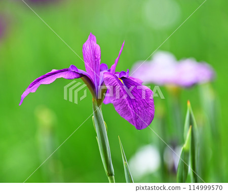 Beautiful Japanese iris (Japanese iris) 114999570