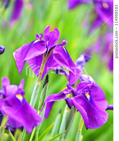 Beautiful Japanese iris (Japanese iris) 114999583