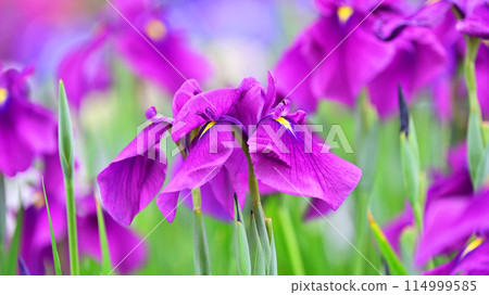 美麗的日本鳶尾(日本鳶尾) 美麗的日本鳶尾(日本鳶尾) 114999585