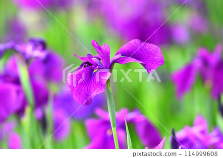 Beautiful Japanese iris (Japanese iris) 114999608