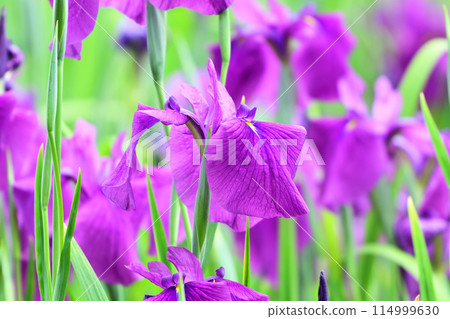 美麗的日本鳶尾(日本鳶尾) 美麗的日本鳶尾(日本鳶尾) 114999630