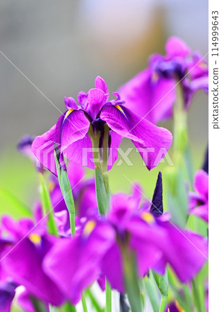 Beautiful Japanese iris (Japanese iris) Beautiful Japanese iris (Japanese iris) 114999643
