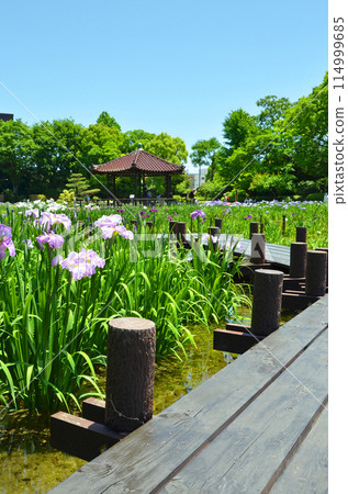 Osaka: Scenery of Johoku Iris Garden with irises in full bloom 114999685