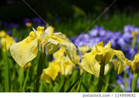 Iris flowers at Johoku Iris Garden in Osaka 114999692