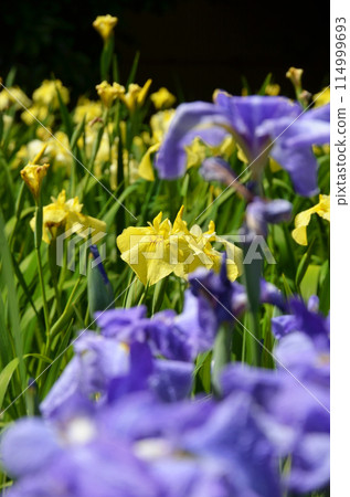 Iris flowers at Johoku Iris Garden in Osaka 114999693