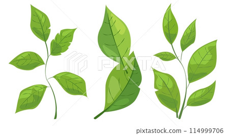 featuring eight different types of green leaves. Each leaf showcases unique shapes and vein patterns. graphic is simple, clean, and vibrant, ideal for nature-themed designs and eco-friendly projects 114999706