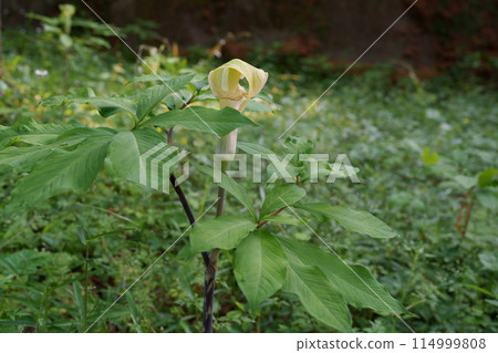 Mimigata Tennansho花 Mimigata Tennansho花 114999808