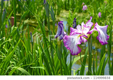Iris flowers at Johoku Iris Garden in Osaka Iris flowers at Johoku Iris Garden in Osaka 114999838