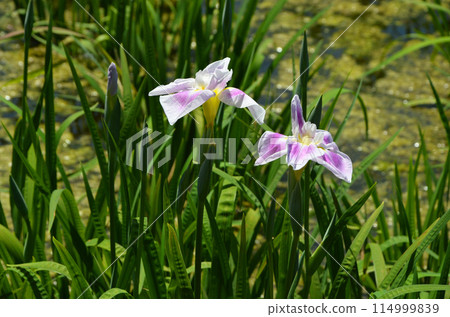 Iris flowers at Johoku Iris Garden in Osaka Iris flowers at Johoku Iris Garden in Osaka 114999839